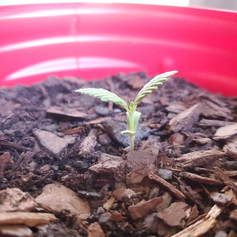 Unknown strain growlog timeline photo