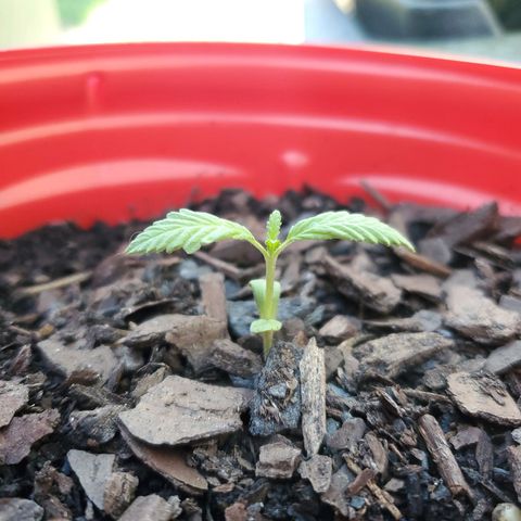 Unknown strain growlog timeline photo