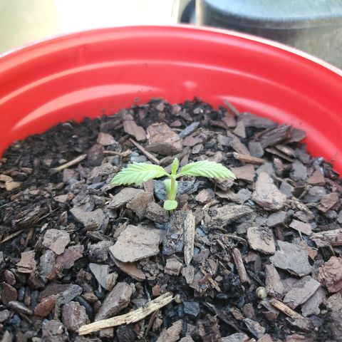 Unknown strain growlog timeline photo