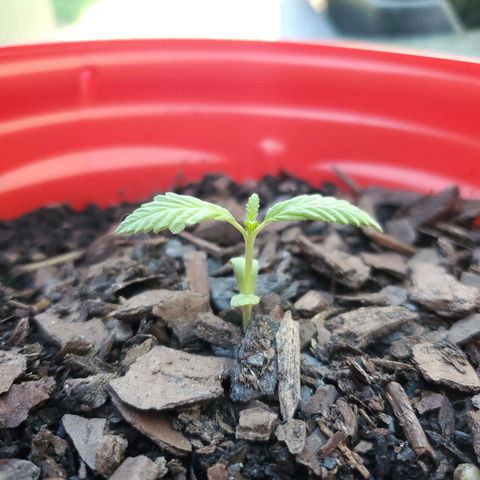 Unknown strain growlog timeline photo