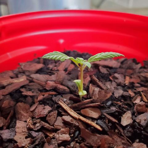 Unknown strain growlog timeline photo