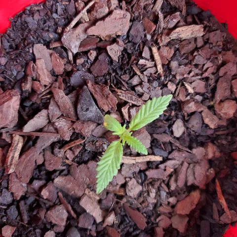 Unknown strain growlog timeline photo