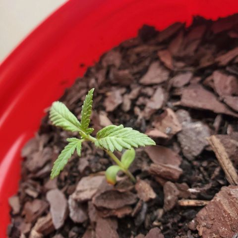 Unknown strain growlog timeline photo