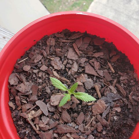 Unknown strain growlog timeline photo