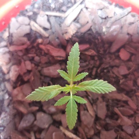Unknown strain growlog timeline photo