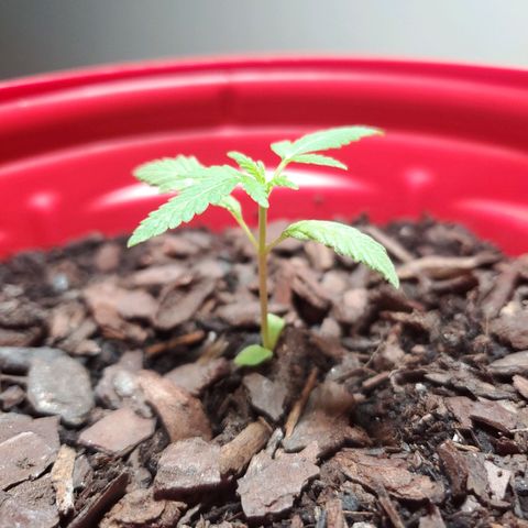Unknown strain growlog timeline photo