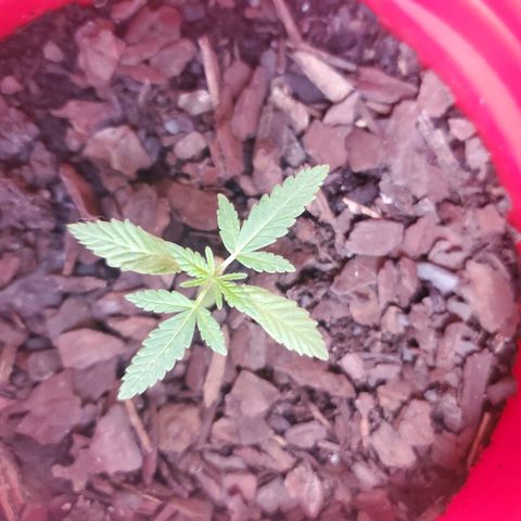 Unknown strain growlog photo: A week of rain now