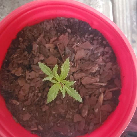 Unknown strain growlog timeline photo