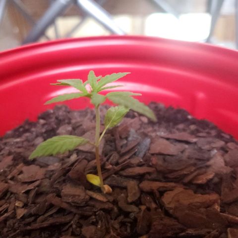 Unknown strain growlog timeline photo