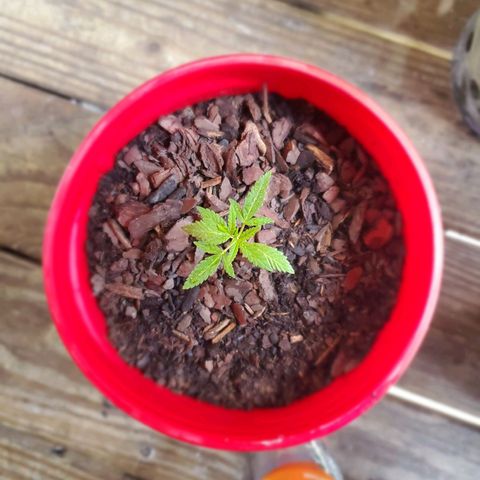 Unknown strain growlog timeline photo