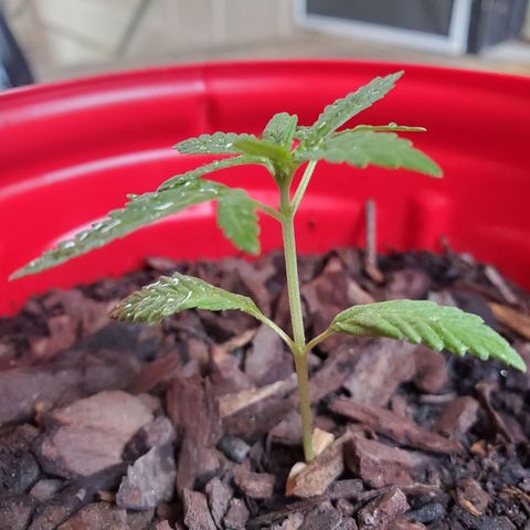 Unknown strain growlog timeline photo