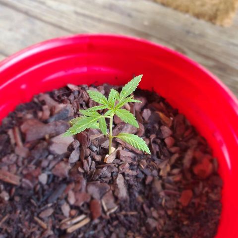 Unknown strain growlog timeline photo
