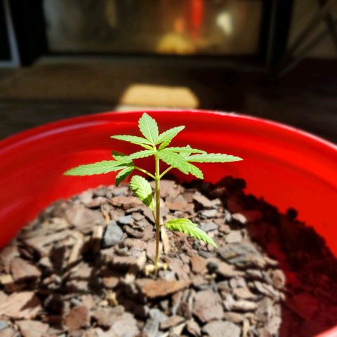 Unknown strain growlog timeline photo