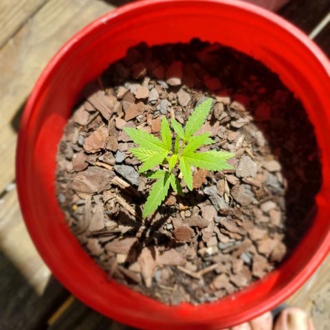 Unknown strain growlog timeline photo