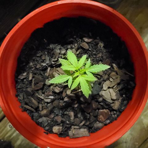 Unknown strain growlog photo: Nighttime watering