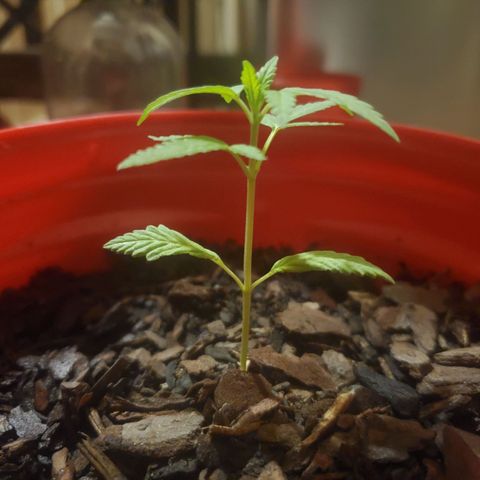 Unknown strain growlog photo: Nighttime watering
