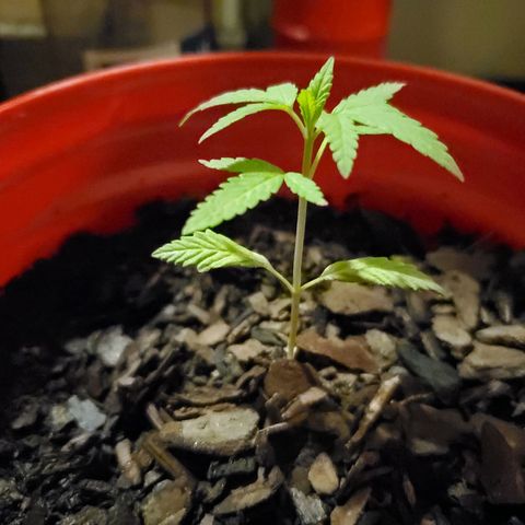 Unknown strain growlog photo: Nighttime watering
