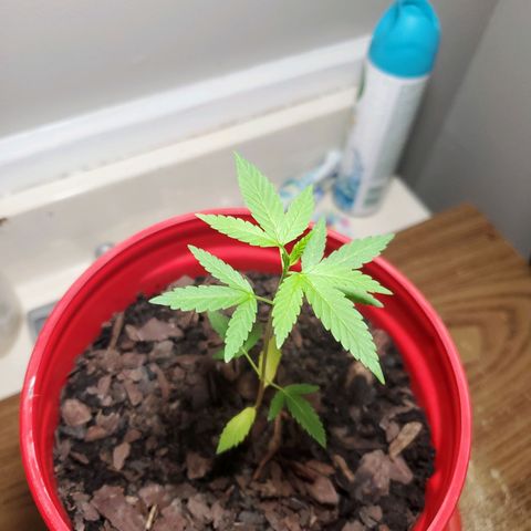 Unknown strain growlog timeline photo