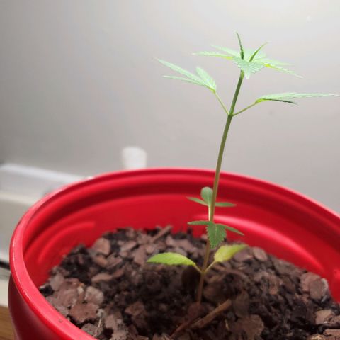 Unknown strain growlog timeline photo