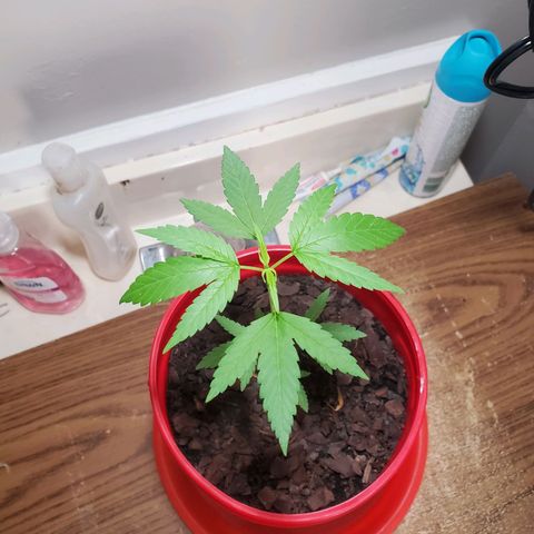 Unknown strain growlog timeline photo