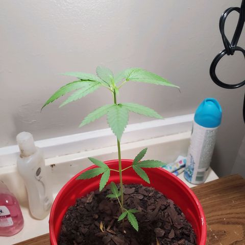 Unknown strain growlog timeline photo
