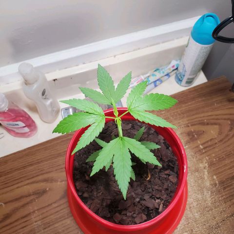 Unknown strain growlog timeline photo