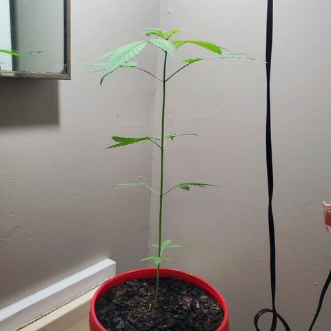 Unknown strain growlog timeline photo