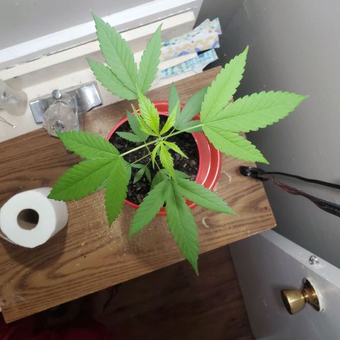 Unknown strain growlog timeline photo