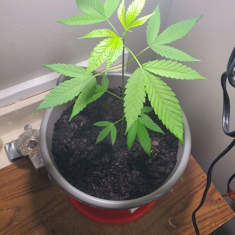 Unknown strain growlog timeline photo