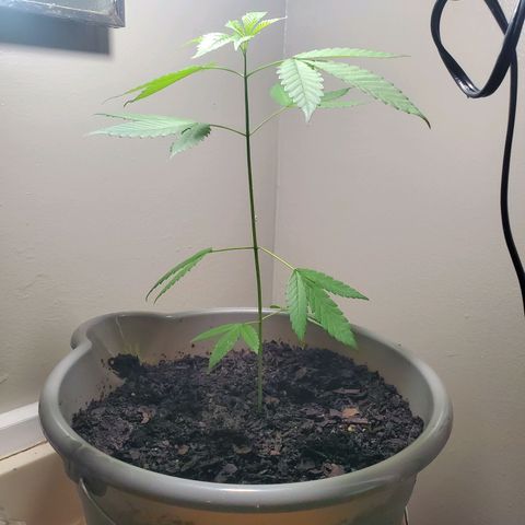 Unknown strain growlog timeline photo
