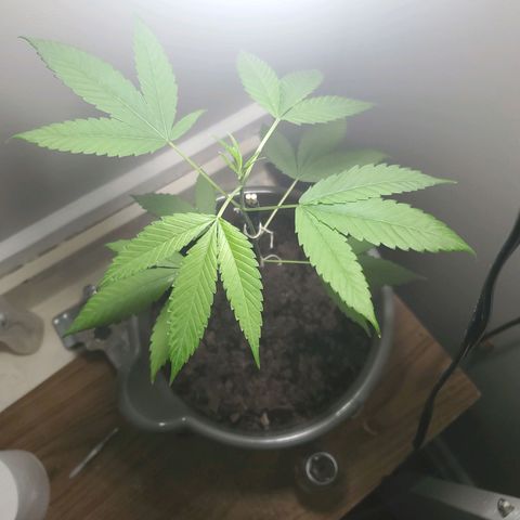 Unknown strain growlog timeline photo