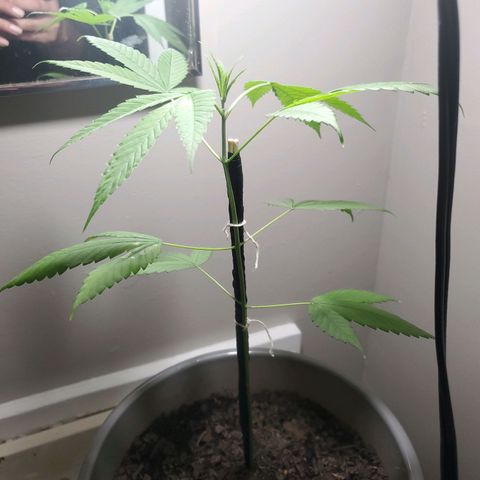 Unknown strain growlog timeline photo
