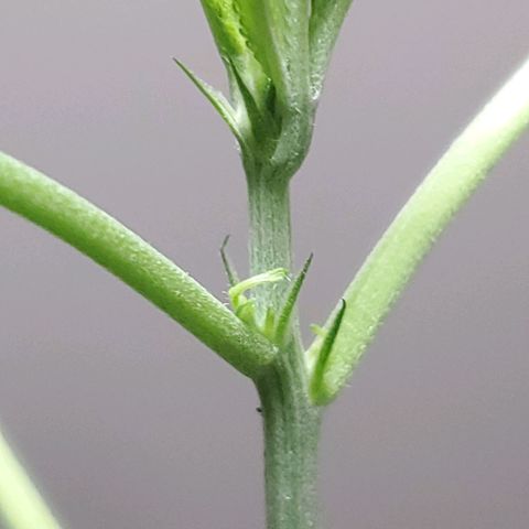 Unknown strain growlog timeline photo