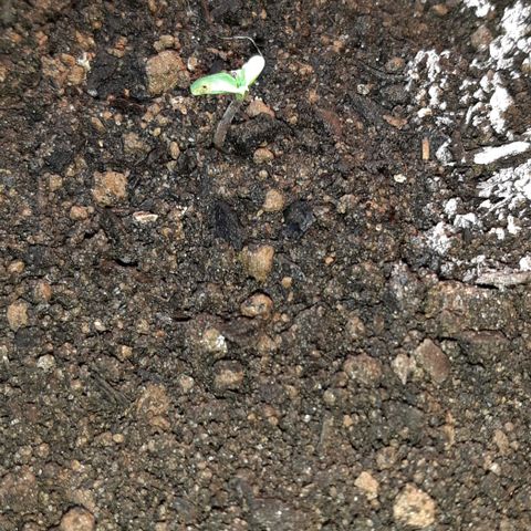 ❦𝓜𝓲𝓼𝓼⋆​ꪑ𝓲ꪶ𝘬​ꪗ⭐🌿⭐​᭙ꪖ​ꪗ『𝐍°𝟏』 growlog photo: 🤔🙄😷🤕🙏💪💪💪
