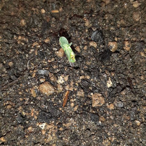 ❦𝓜𝓲𝓼𝓼⋆​ꪑ𝓲ꪶ𝘬​ꪗ⭐🌿⭐​᭙ꪖ​ꪗ『𝐍°𝟏』 growlog photo: 🤔🙄😷🤕🙏💪💪💪