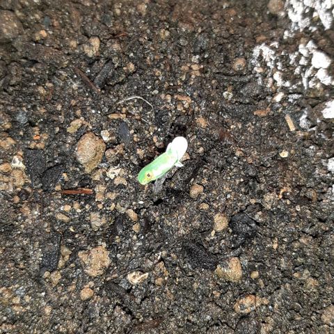 ❦𝓜𝓲𝓼𝓼⋆​ꪑ𝓲ꪶ𝘬​ꪗ⭐🌿⭐​᭙ꪖ​ꪗ『𝐍°𝟏』 growlog photo: 🤔🙄😷🤕🙏💪💪💪