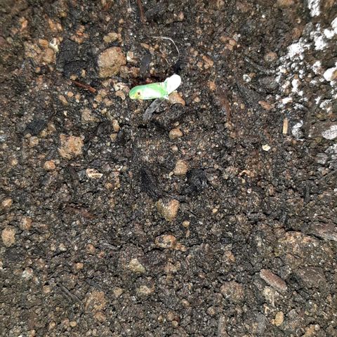 ❦𝓜𝓲𝓼𝓼⋆​ꪑ𝓲ꪶ𝘬​ꪗ⭐🌿⭐​᭙ꪖ​ꪗ『𝐍°𝟏』 growlog photo: 🤔🙄😷🤕🙏💪💪💪