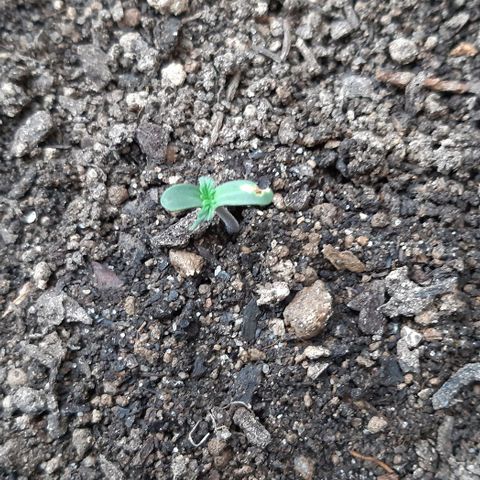 ❦𝓜𝓲𝓼𝓼⋆​ꪑ𝓲ꪶ𝘬​ꪗ⭐🌿⭐​᭙ꪖ​ꪗ『𝐍°𝟏』 growlog photo: 🙏🌱🌿⭐