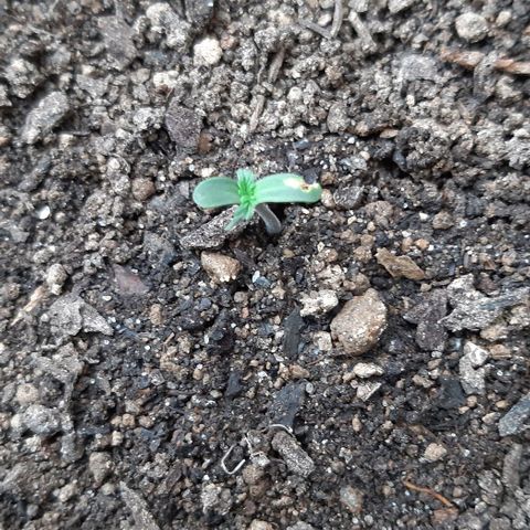 ❦𝓜𝓲𝓼𝓼⋆​ꪑ𝓲ꪶ𝘬​ꪗ⭐🌿⭐​᭙ꪖ​ꪗ『𝐍°𝟏』 growlog photo: 🙏🌱🌿⭐