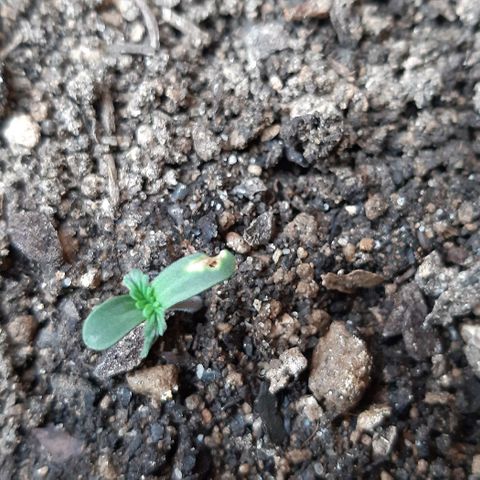 ❦𝓜𝓲𝓼𝓼⋆​ꪑ𝓲ꪶ𝘬​ꪗ⭐🌿⭐​᭙ꪖ​ꪗ『𝐍°𝟏』 growlog photo: 🙏🌱🌿⭐