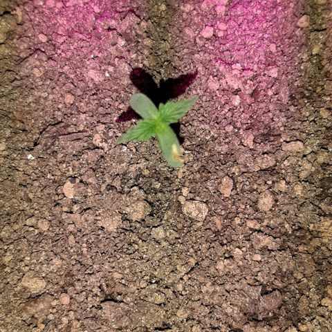 ❦𝓜𝓲𝓼𝓼⋆​ꪑ𝓲ꪶ𝘬​ꪗ⭐🌿⭐​᭙ꪖ​ꪗ『𝐍°𝟏』 growlog timeline photo
