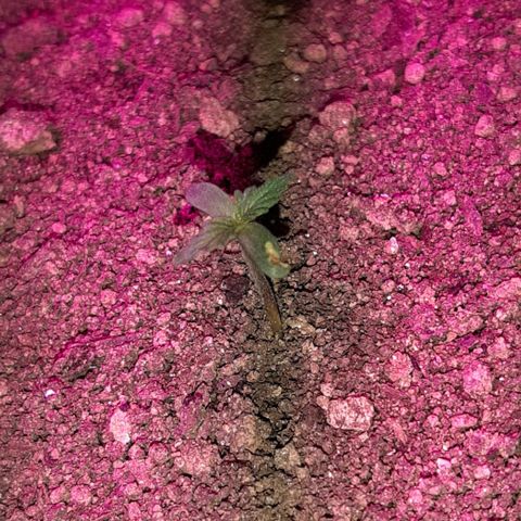 ❦𝓜𝓲𝓼𝓼⋆​ꪑ𝓲ꪶ𝘬​ꪗ⭐🌿⭐​᭙ꪖ​ꪗ『𝐍°𝟏』 growlog timeline photo