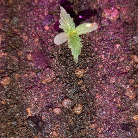 ❦𝓜𝓲𝓼𝓼⋆​ꪑ𝓲ꪶ𝘬​ꪗ⭐🌿⭐​᭙ꪖ​ꪗ『𝐍°𝟏』 growlog timeline photo