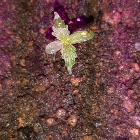 ❦𝓜𝓲𝓼𝓼⋆​ꪑ𝓲ꪶ𝘬​ꪗ⭐🌿⭐​᭙ꪖ​ꪗ『𝐍°𝟏』 growlog timeline photo