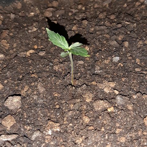 ❦𝓜𝓲𝓼𝓼⋆​ꪑ𝓲ꪶ𝘬​ꪗ⭐🌿⭐​᭙ꪖ​ꪗ『𝐍°𝟏』 growlog timeline photo