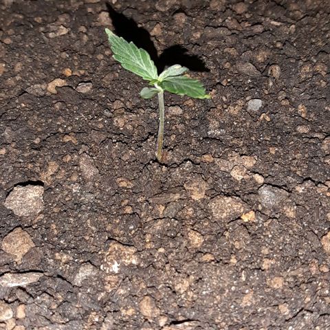 ❦𝓜𝓲𝓼𝓼⋆​ꪑ𝓲ꪶ𝘬​ꪗ⭐🌿⭐​᭙ꪖ​ꪗ『𝐍°𝟏』 growlog timeline photo