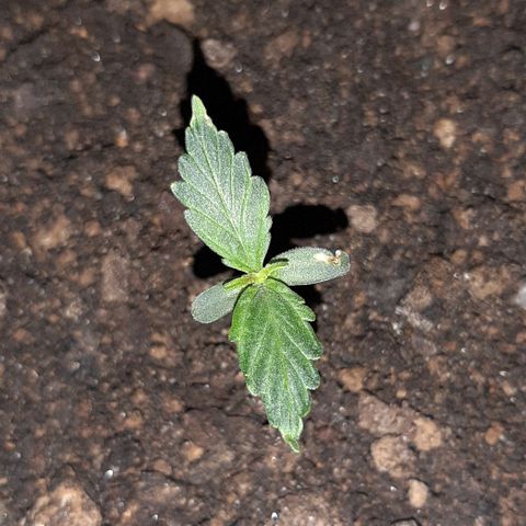 ❦𝓜𝓲𝓼𝓼⋆​ꪑ𝓲ꪶ𝘬​ꪗ⭐🌿⭐​᭙ꪖ​ꪗ『𝐍°𝟏』 growlog timeline photo