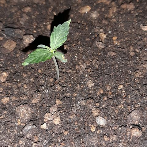❦𝓜𝓲𝓼𝓼⋆​ꪑ𝓲ꪶ𝘬​ꪗ⭐🌿⭐​᭙ꪖ​ꪗ『𝐍°𝟏』 growlog timeline photo