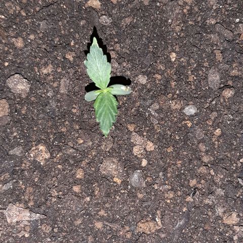 ❦𝓜𝓲𝓼𝓼⋆​ꪑ𝓲ꪶ𝘬​ꪗ⭐🌿⭐​᭙ꪖ​ꪗ『𝐍°𝟏』 growlog timeline photo