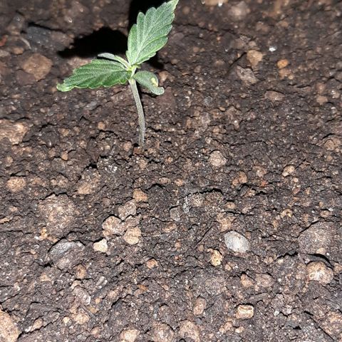 ❦𝓜𝓲𝓼𝓼⋆​ꪑ𝓲ꪶ𝘬​ꪗ⭐🌿⭐​᭙ꪖ​ꪗ『𝐍°𝟏』 growlog timeline photo